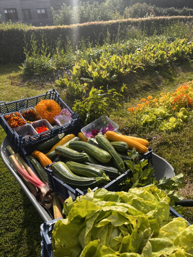Cagette légumes