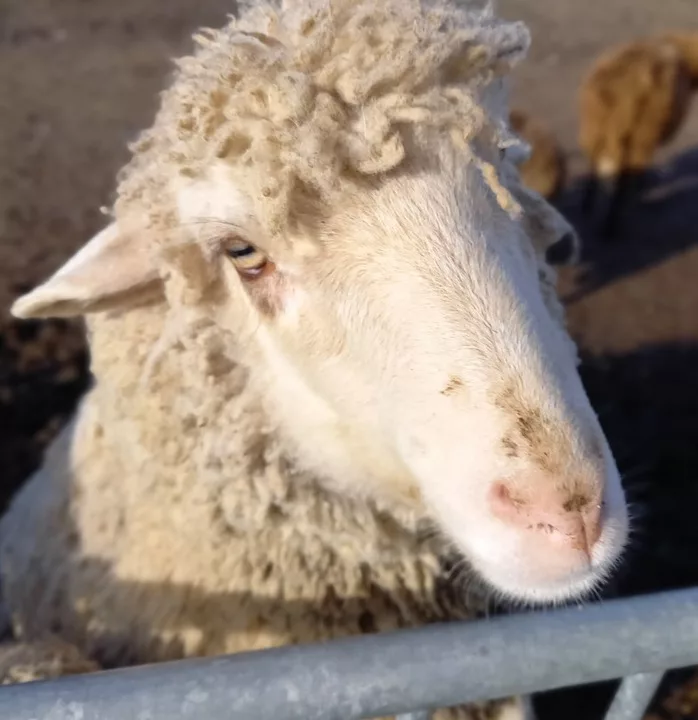 LA FERME DE BLAUSASC