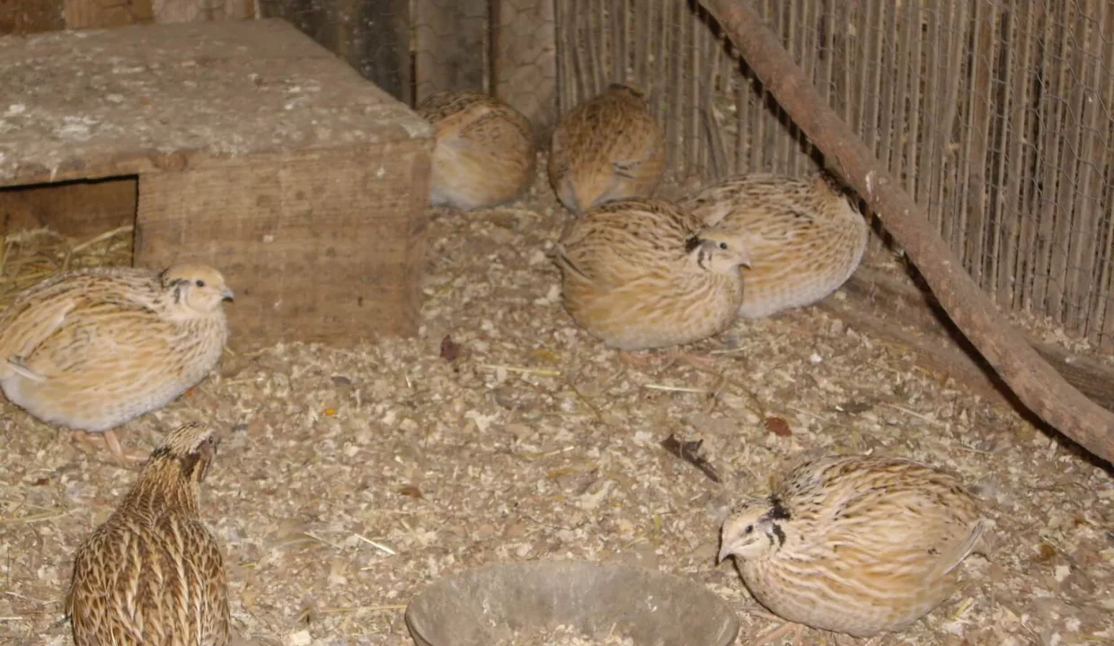 La ferme de Tiavan - animaux