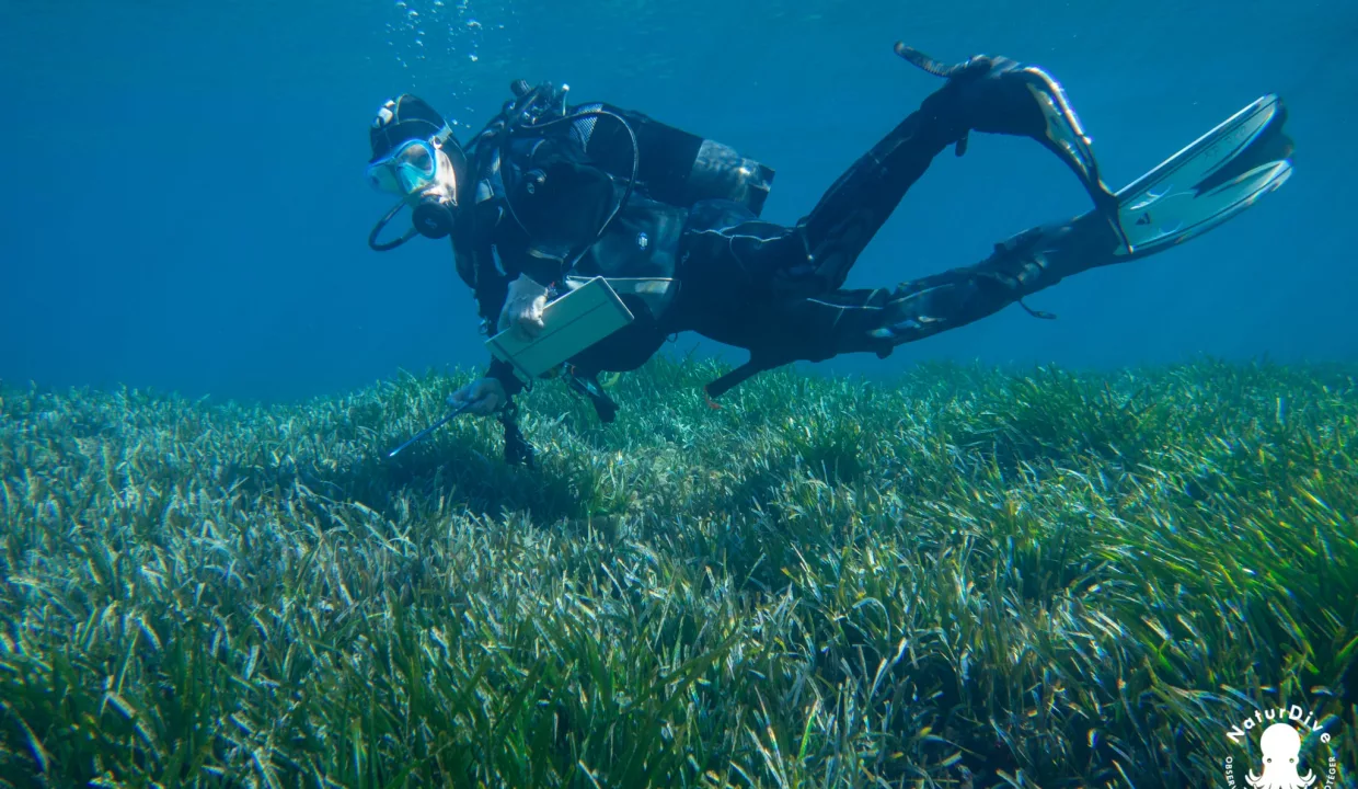 Association NaturDive, Defismed