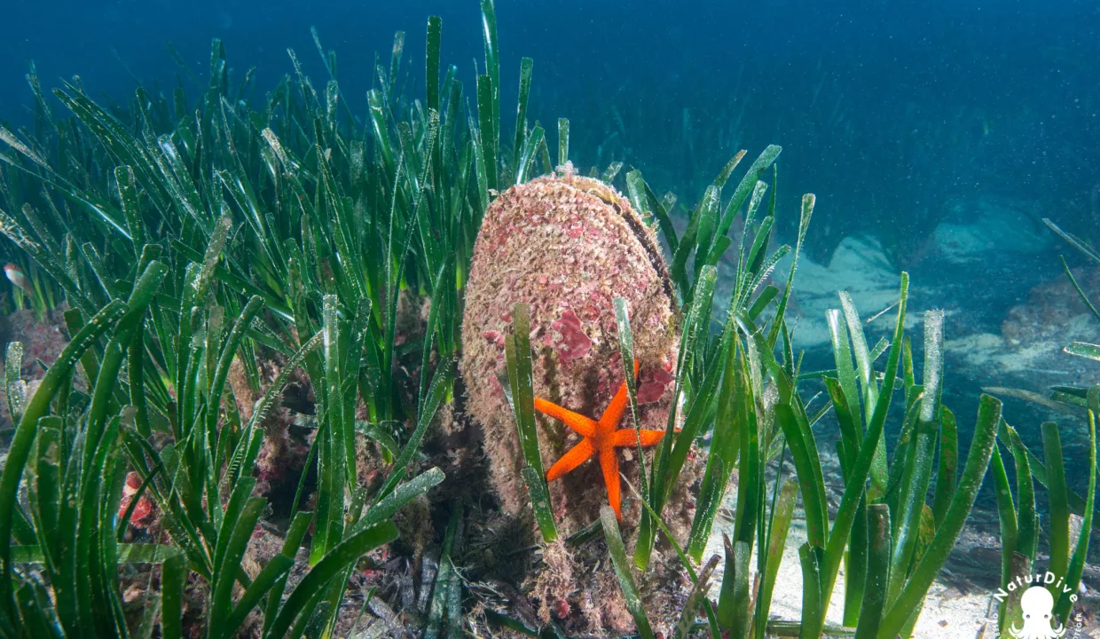 Association NaturDive, Defismed