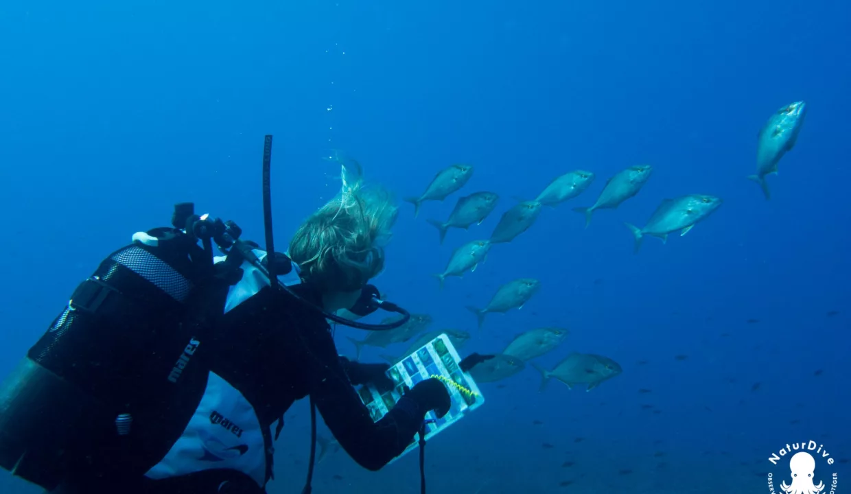 Association NaturDive, Defismed