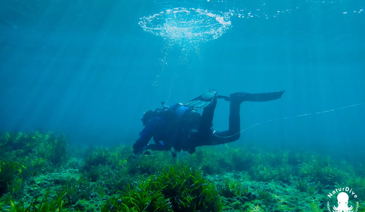 Association NaturDive, Defismed