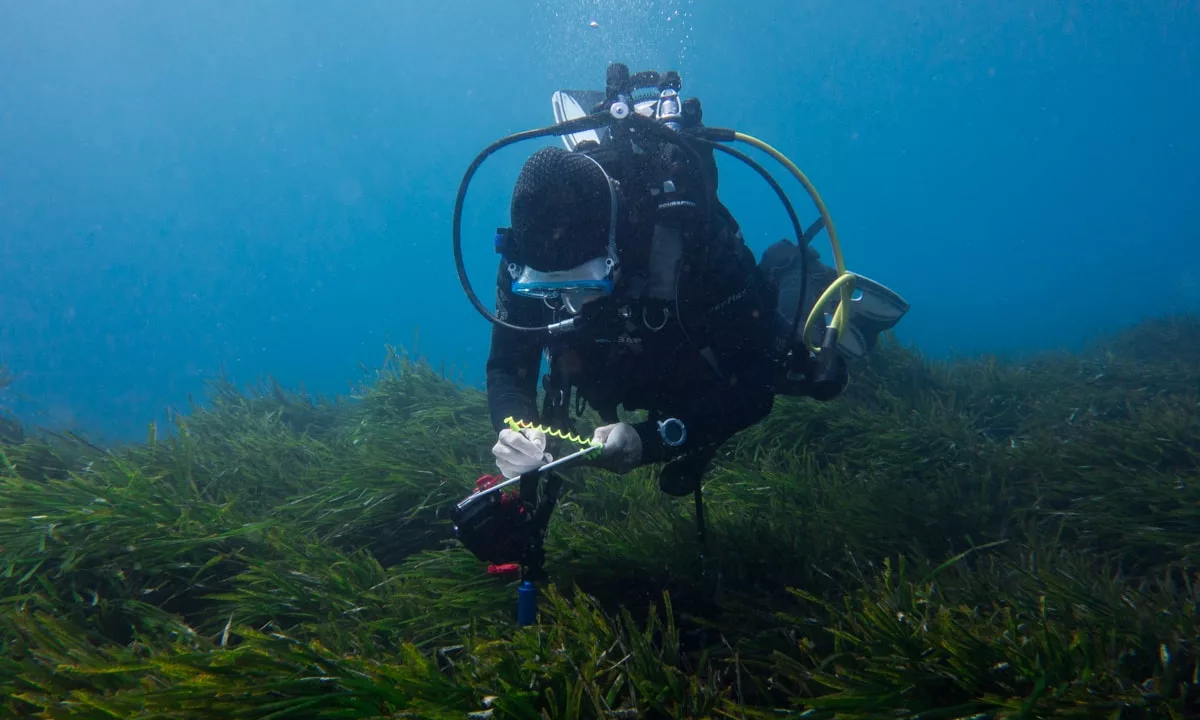 Association NaturDive, Defismed