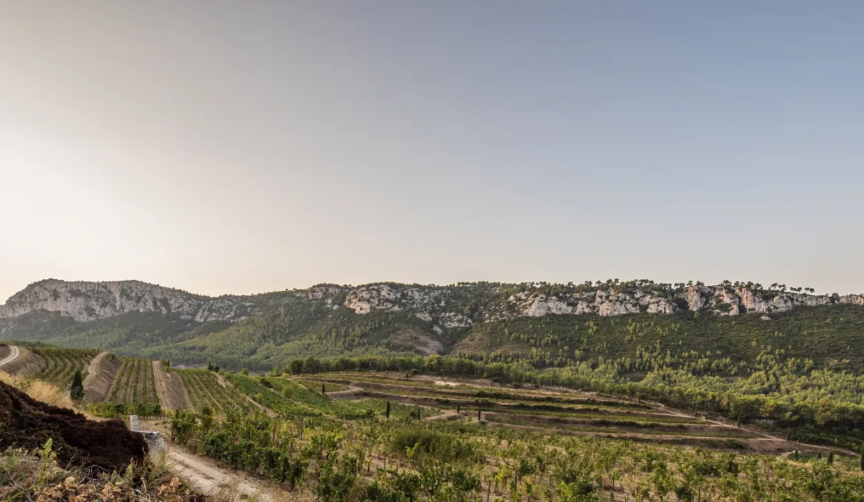 Château Val d'Arenc - Vignes