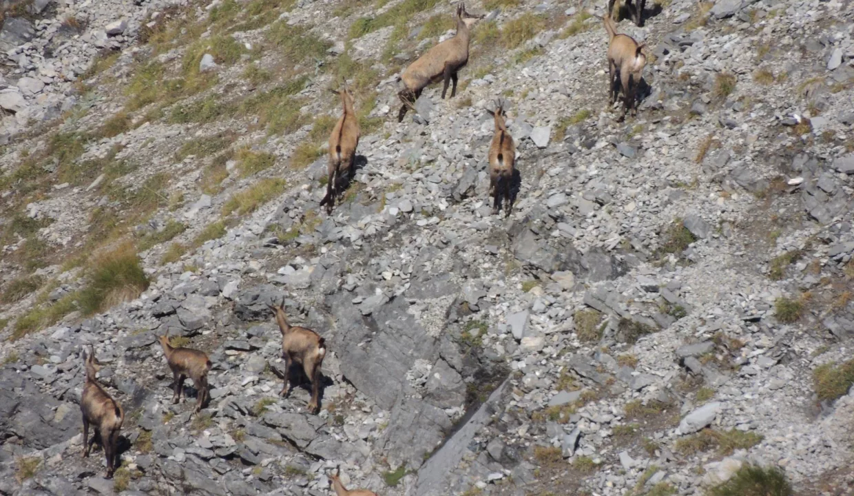Entre Monts et Merveilles, Defismed