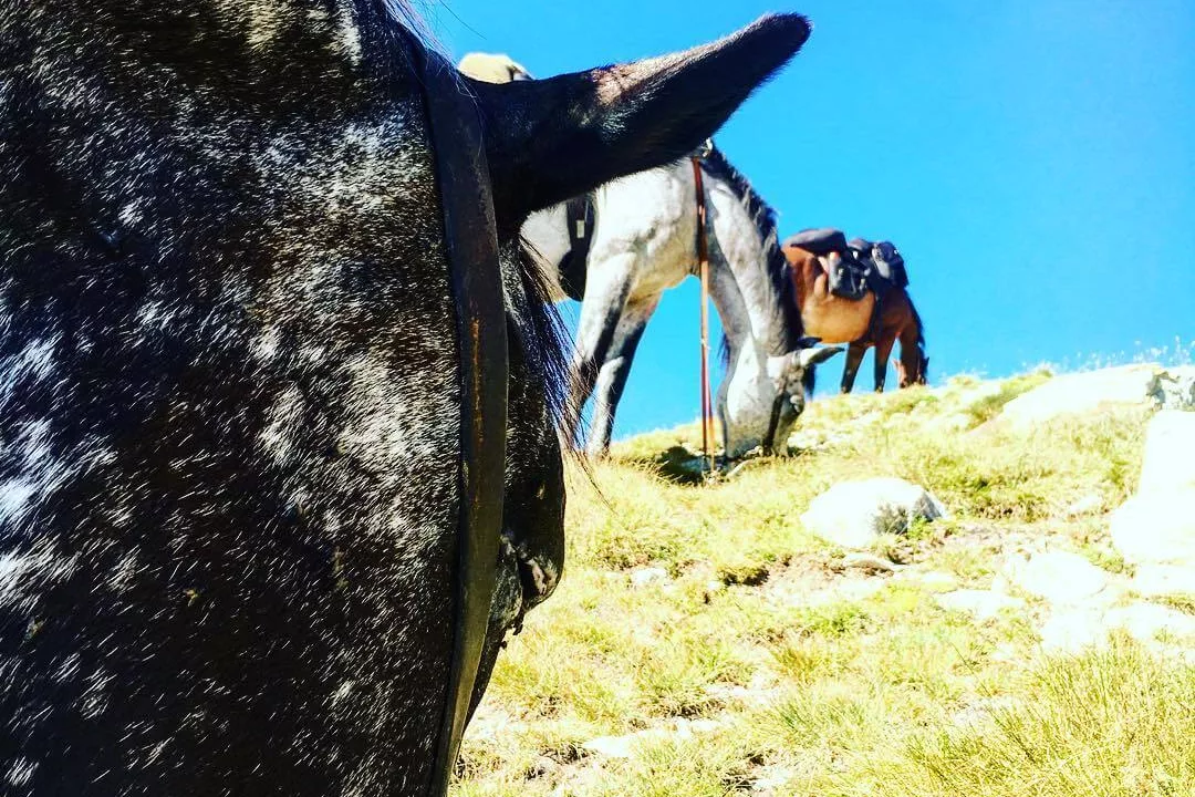 Randonnées et balade a cheval dans le Mercantour et sur la cote d'Azur