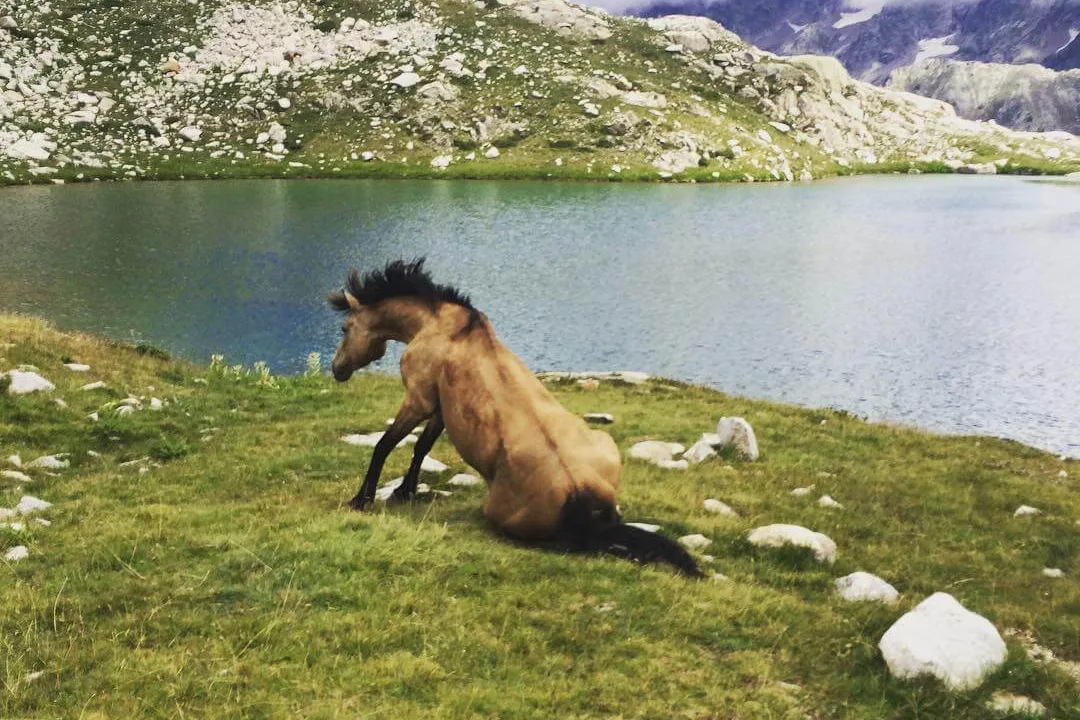 Randonnées et balade a cheval dans le Mercantour et sur la cote d'Azur